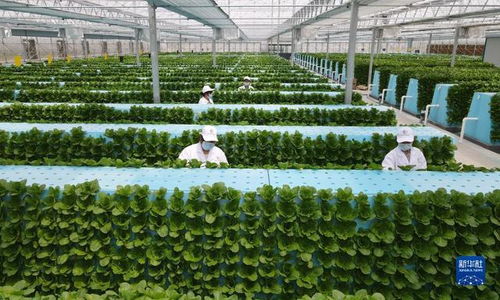 新華全媒 丨蔬菜長 墻上 ,好吃又 時尚 智慧 菜園子 的科技范