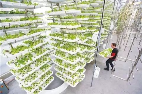 不懼怕惡劣天氣 蟲害的農(nóng)產(chǎn)品在哪里 就在這個 植物工廠 里