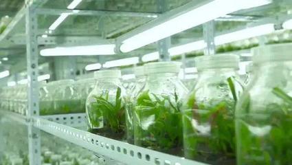 【未來農(nóng)業(yè)】合成生物學(xué)在農(nóng)業(yè)中的應(yīng)用與前景