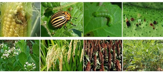 微生物除草劑健康|貴州生物除草劑|百恩生物
