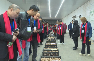 全國400余名經(jīng)銷商和供應(yīng)商參觀考察貴州道真食用菌產(chǎn)業(yè)