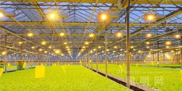 led農業照明技術新突破可種植高附加值中草藥