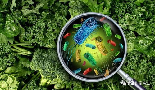 食品科學 單核細胞增生李斯特菌菌株分型與其致病潛力基因相關性研究進展