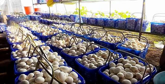 【產(chǎn)業(yè)洞察】吳清平院士:我國農(nóng)業(yè)微生物發(fā)展趨勢