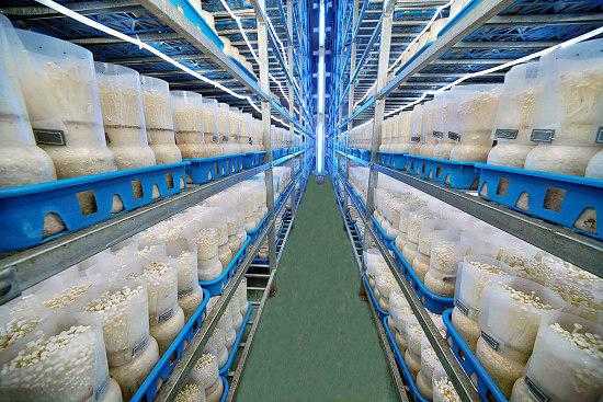 微生物農業"九增五不爭",成未來農業新藍海_產業資訊_食.