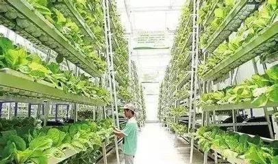 全國多地出現農產品滯銷情況,大品牌農業建設能否化解?